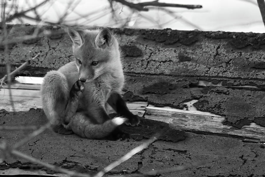 Stinky Feet Fox Photograph by Brook Burling