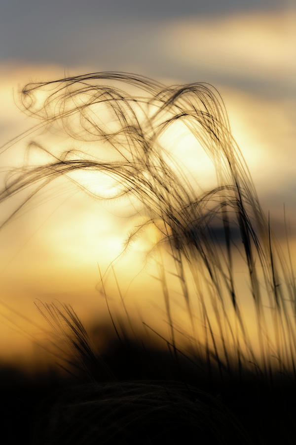 Stipa plant in the sunset light Photograph by Arpad Radoczy | Fine Art ...