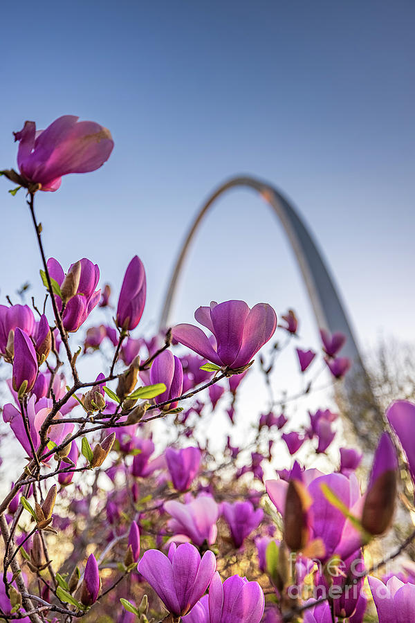 STL Spring Colors Photograph by Andrew Slater