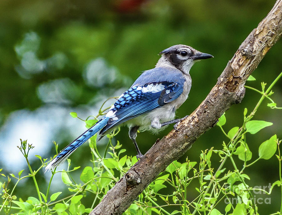 Stylish Blue Jay Photograph