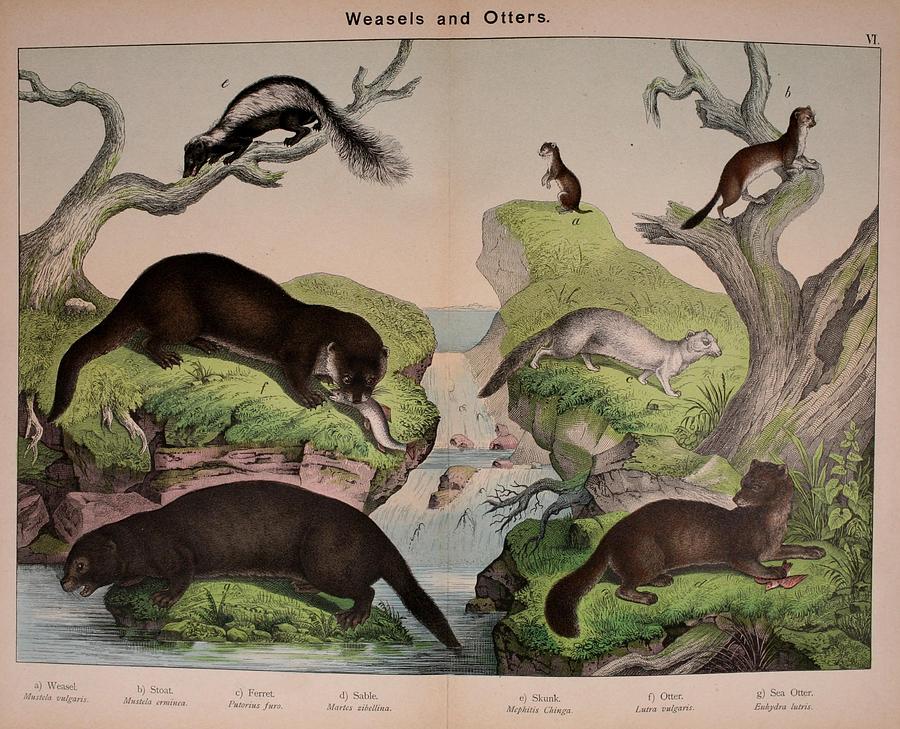 Stoat, Ferret, Sable, Skunk, Otter, Sea Otter Mixed Media by World Art Collective