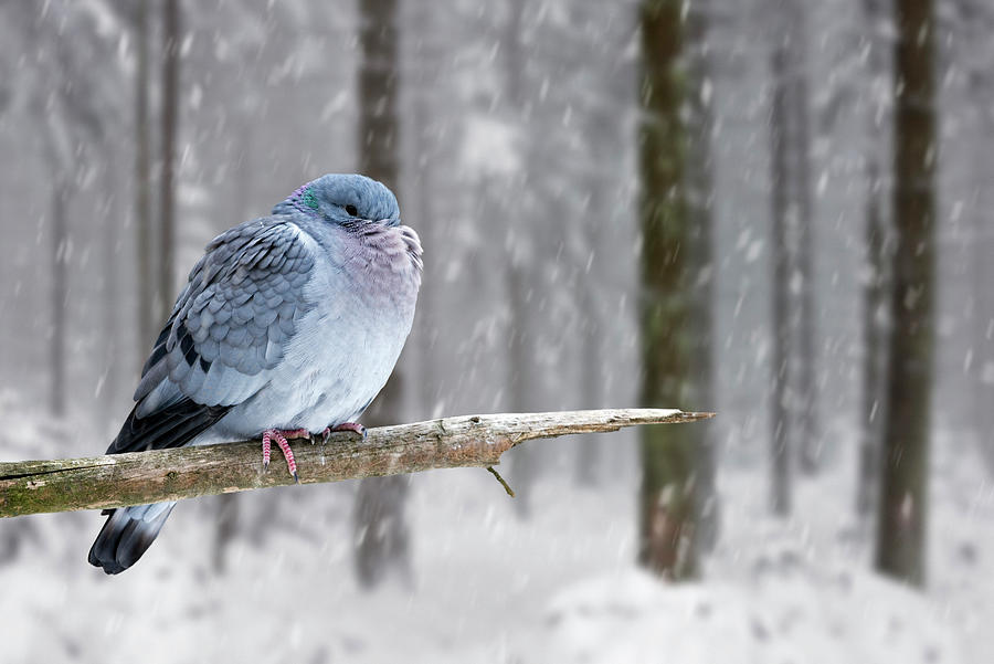 Stock Dove during Snowfall in Woodland Photograph by Arterra Picture Library