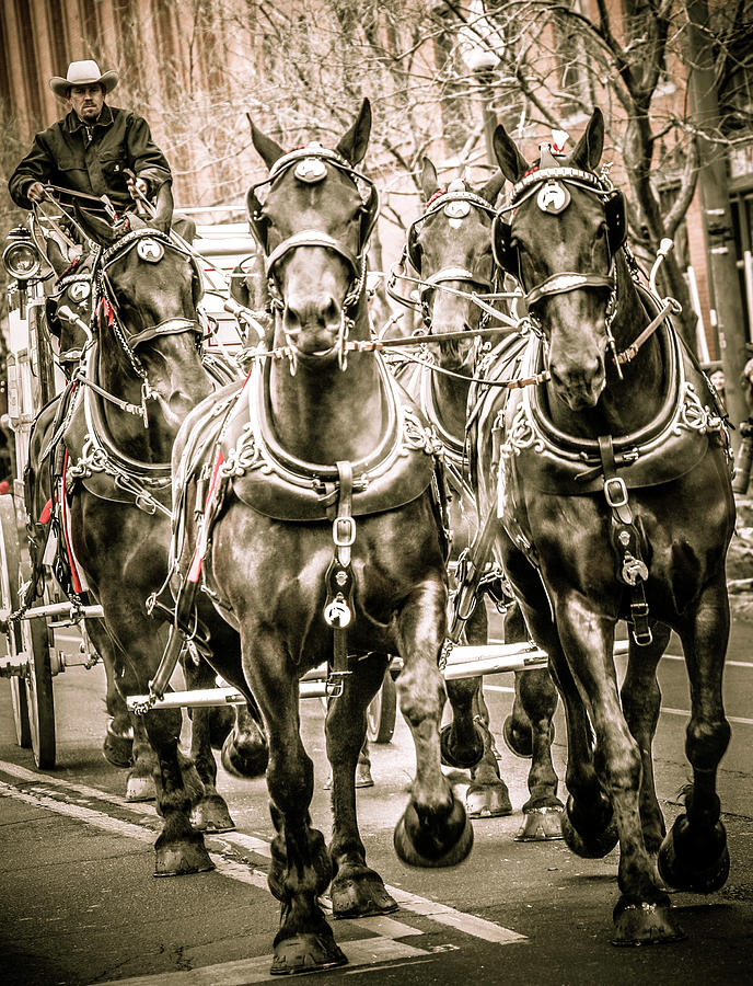 Stock Show Parade Horses Photograph