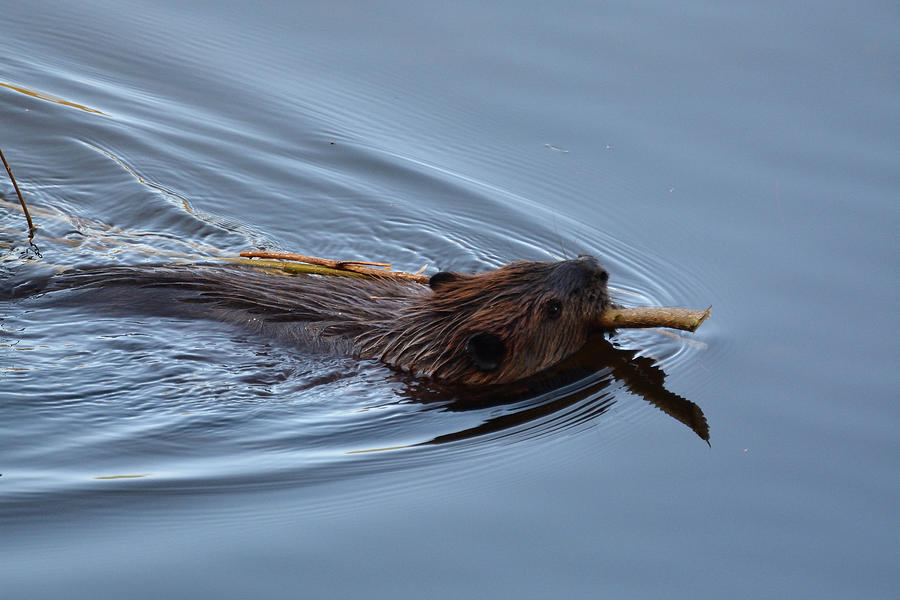 Stocking the Pantry- Canadian Beaver Photograph by David Porteus