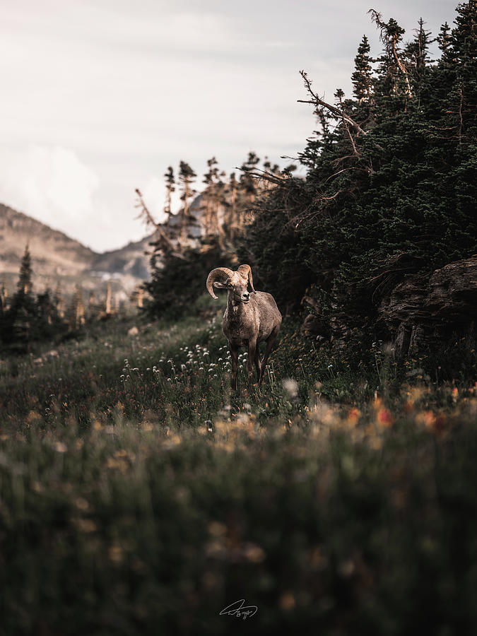 Stoic Bighorn Photograph by William Boggs