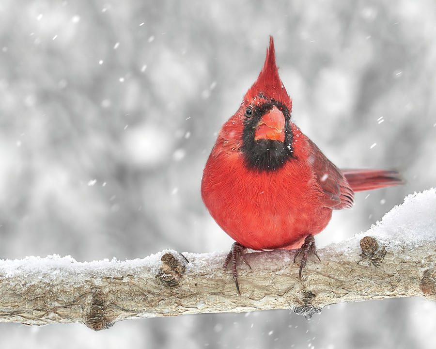 Stoic Cardinal in the snow Photograph by Jim Hughes
