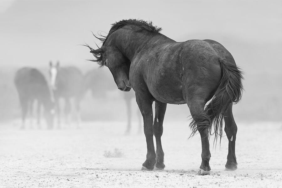 Stoic Stallion. Photograph by Paul Martin
