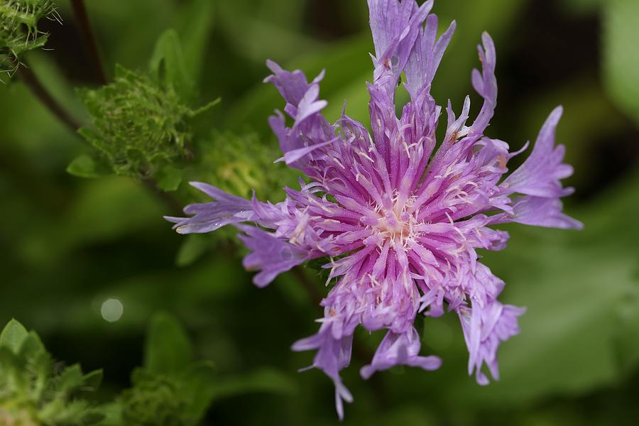 Stokes Aster Flower 3 Photograph by Mingming Jiang