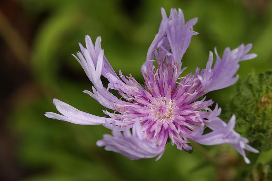 Stokes Aster Flower 4 Photograph by Mingming Jiang