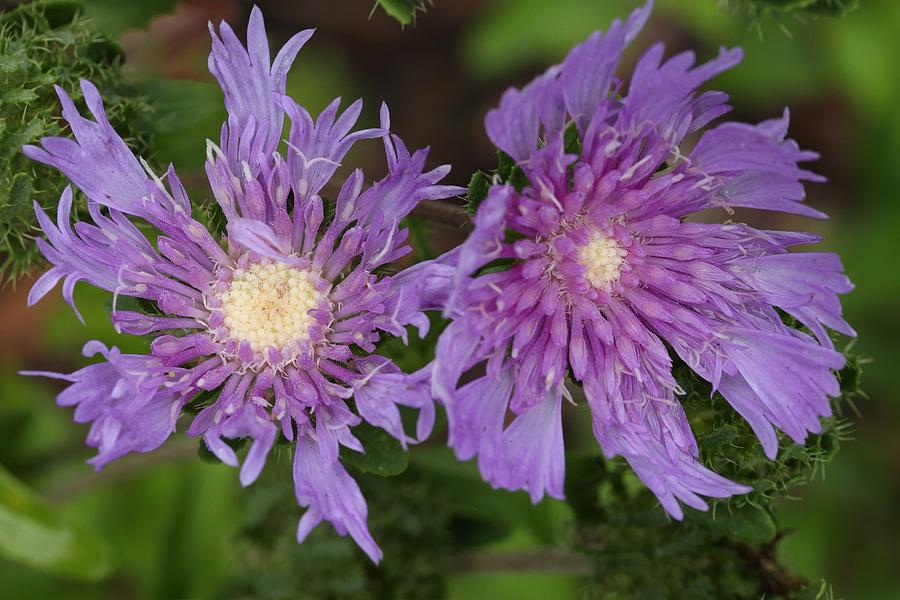 Stokes Aster Flower 5 Photograph by Mingming Jiang