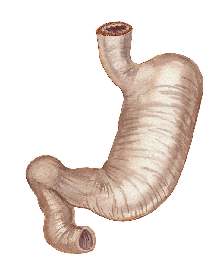 Stomach Medical Anatomy Watercolor Illustration  Painting by Irina Sztukowski
