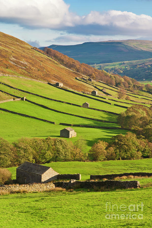 Stone barns in Swaledale, Yorkshire Dales, England Photograph by Neale And Judith Clark