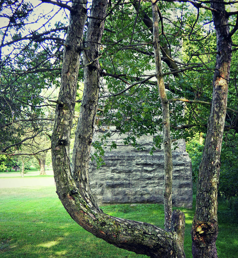 Stone Curved Tree Photograph by Cyryn Fyrcyd