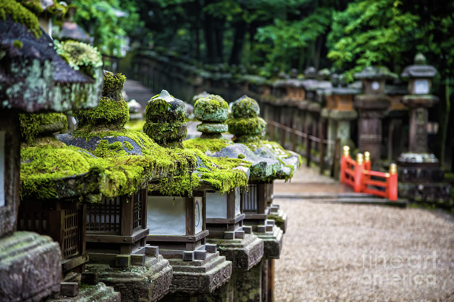 Stone lanterns line the pathway to the Kasuga-taisha Shrine, Nara, Japan Photograph by Jane Rix