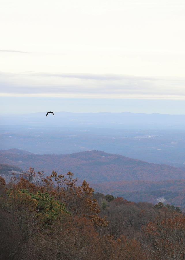 Stone Mountain Overlook And Bird Flying Photograph by Cathy Lindsey