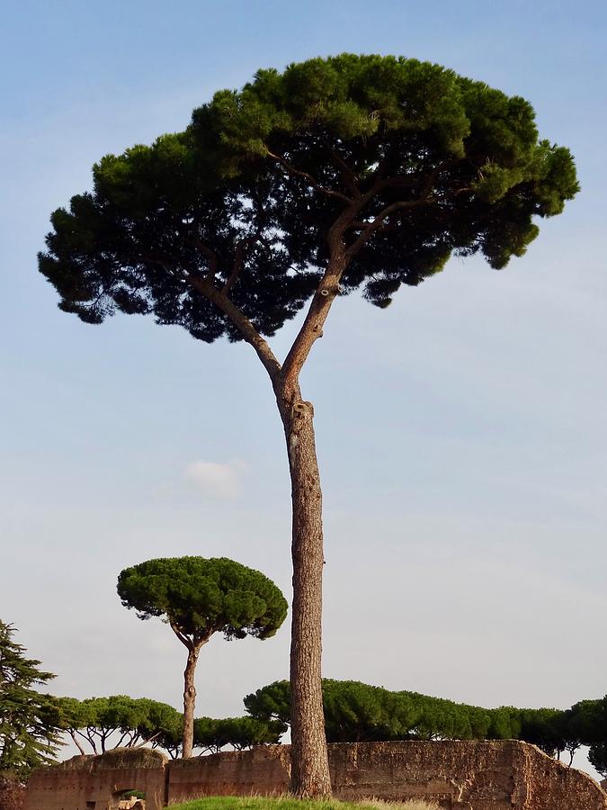 Italy Photograph - Stone Pine by Tim Mattox