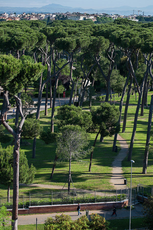 Garden Photograph - Stone pines of Villa Borghese gardens by David L Moore