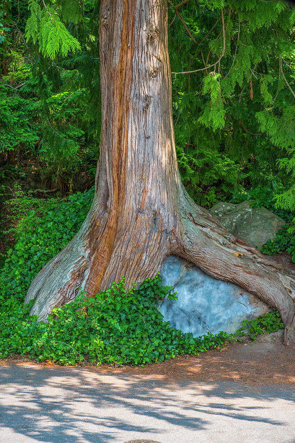 Stone Tree Photograph by Doug LaRue