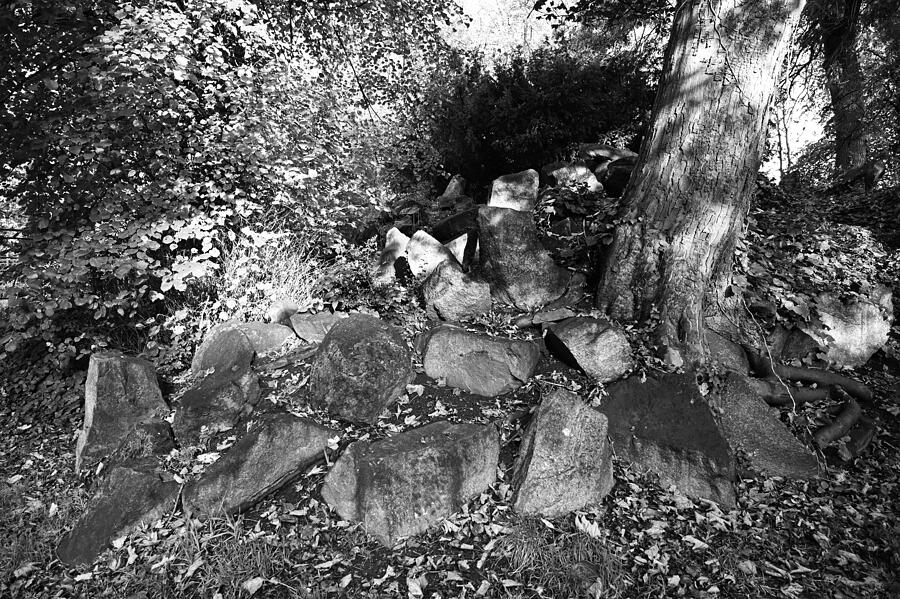 Stone Tree Photograph by Edward Lee Stone Tree Photograph by Edward Lee
