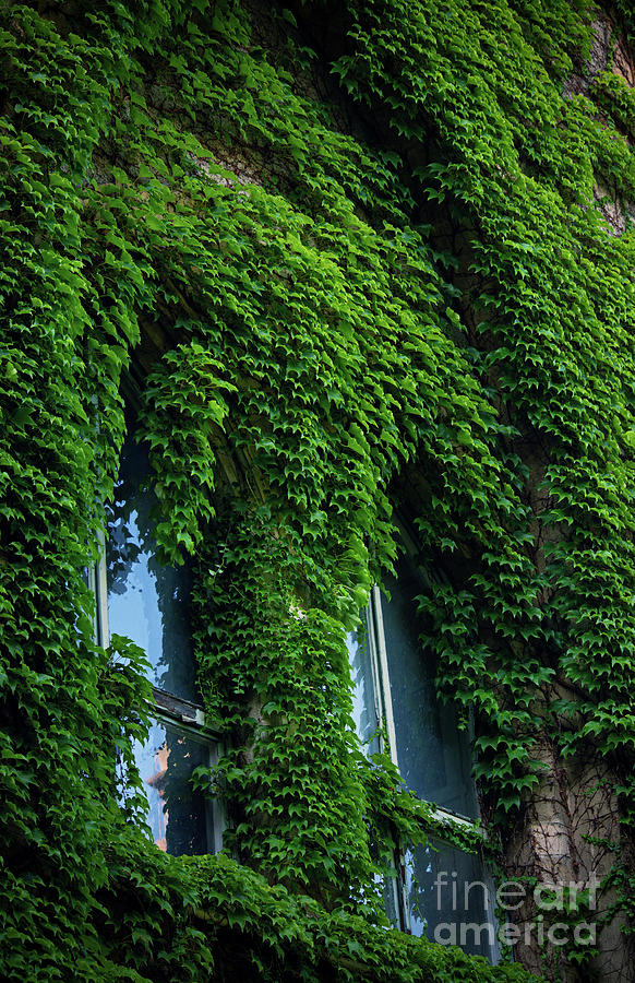 Stone wall and high windows covered in vines and ivy Photograph by Mendelex Photography