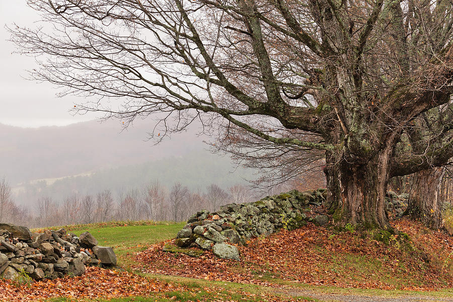 Stone Wall November Landscape Photograph by Alan L Graham