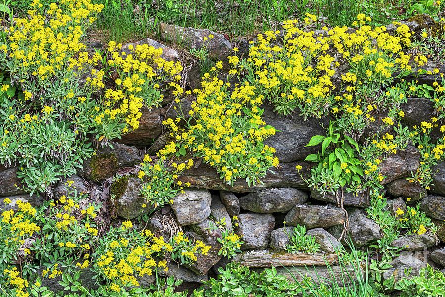 Stone Wall Wildflowers Photograph