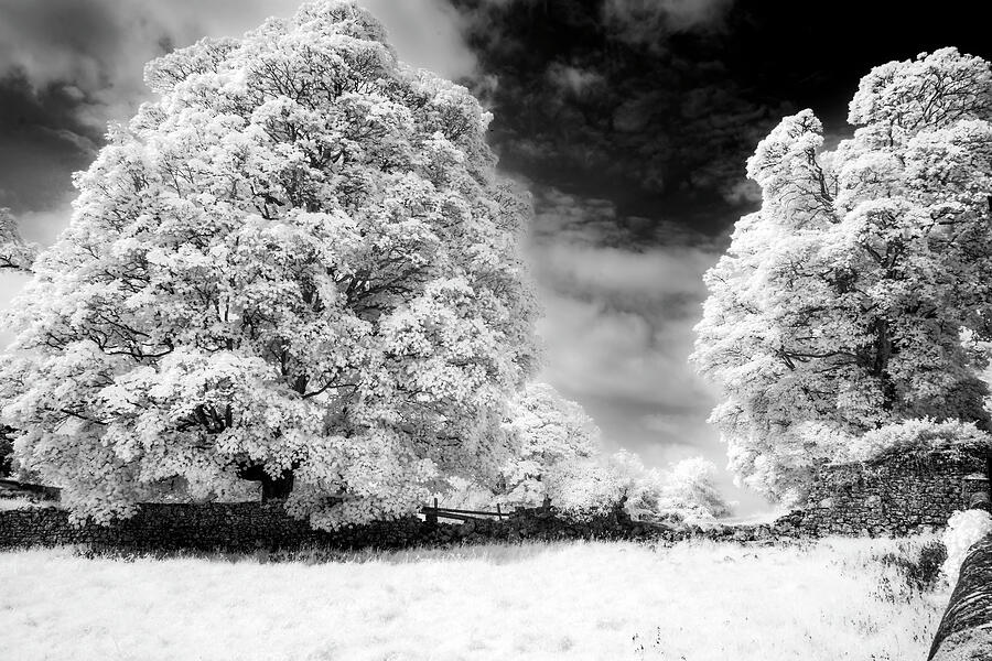 Tree Photograph - Stone Walls and Frosty Trees Black and White by Tracy Munson