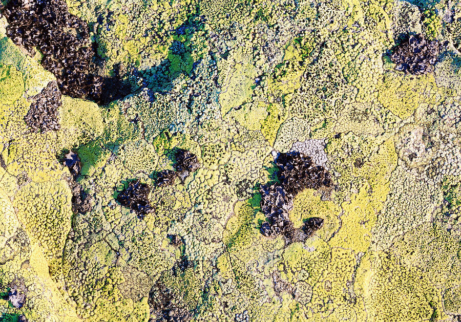 Stone with lichen (background). Photograph by J-wildman