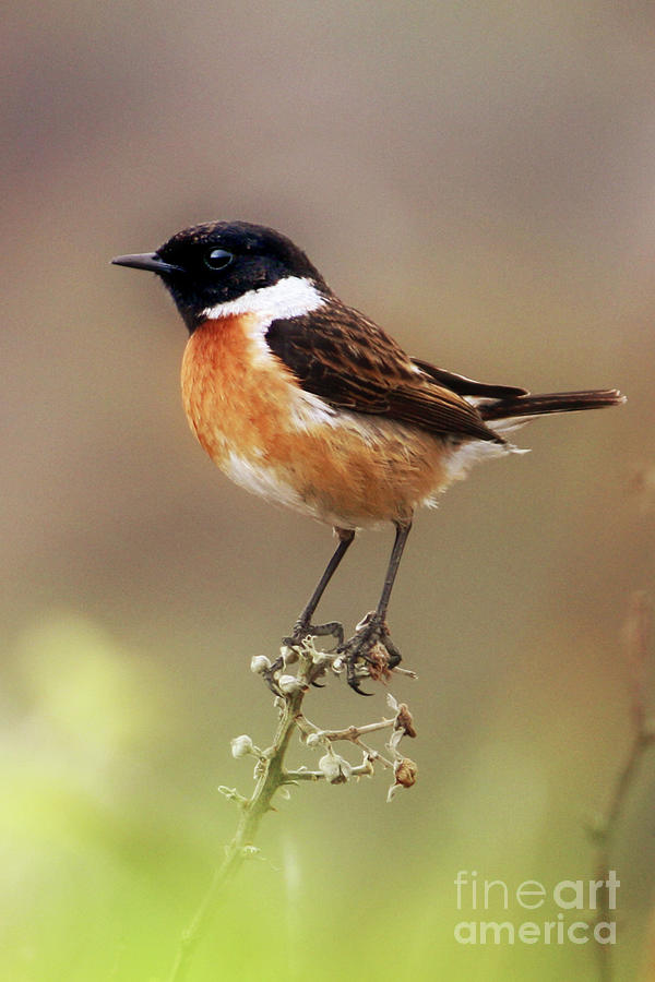 Nature Photograph - Stonechat by Terri Waters