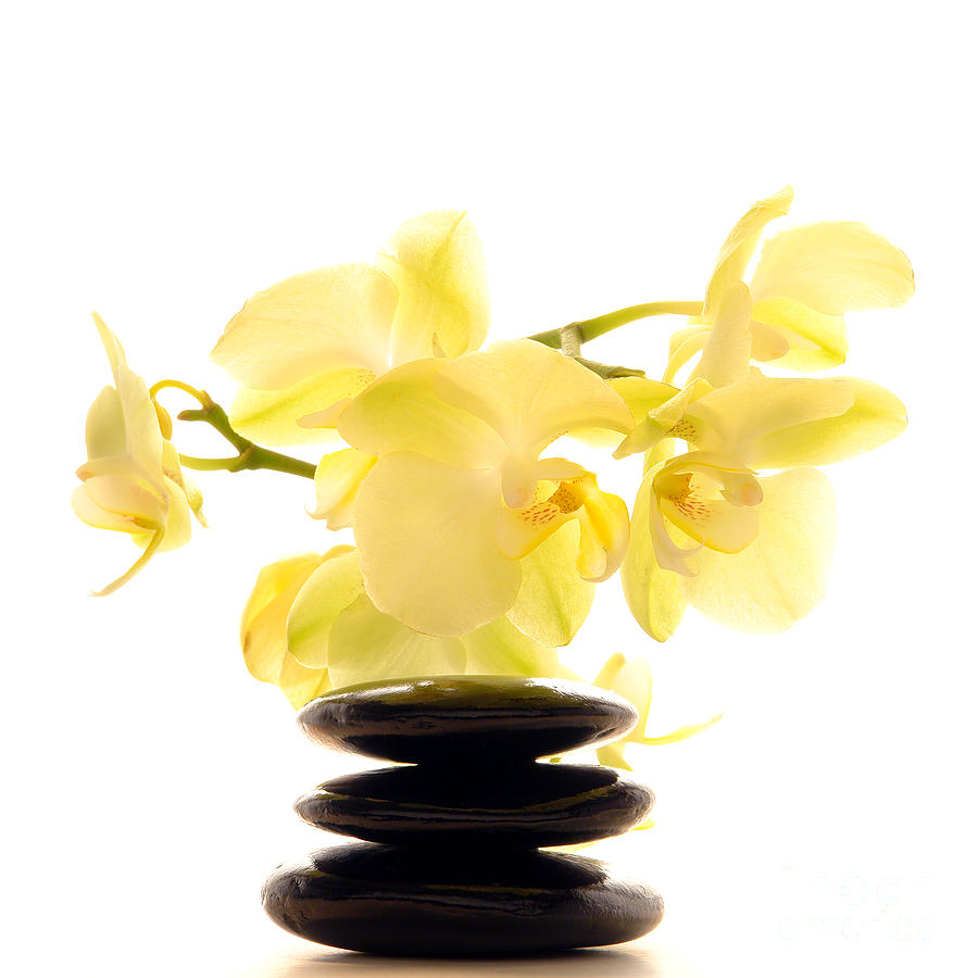 Orchid Photograph - Stones and Orchid by Olivier Le Queinec