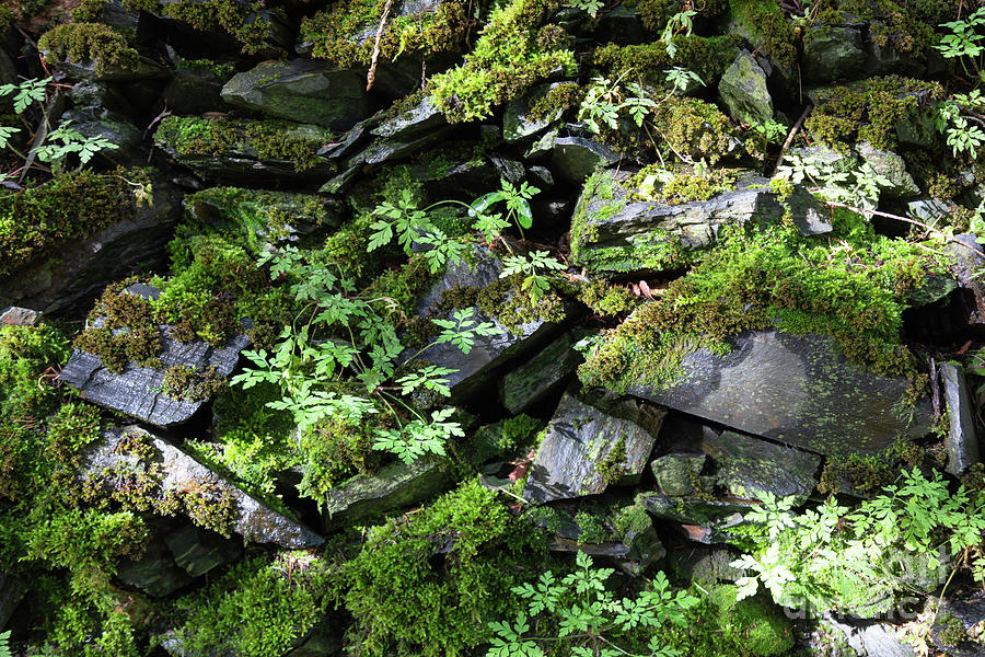 Stonewall Plants Photograph by Juan Silva - Fine Art America