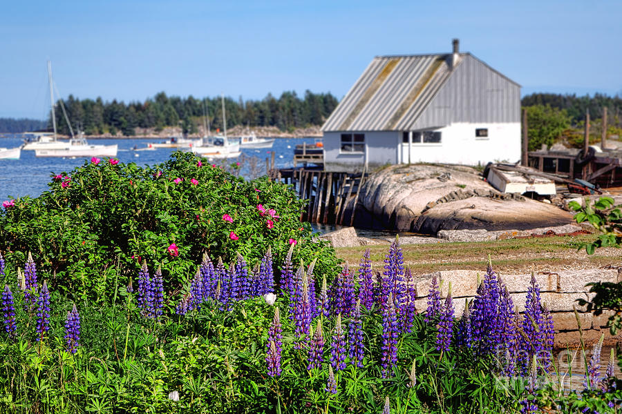 Stonington Lupines Photograph by Olivier Le Queinec
