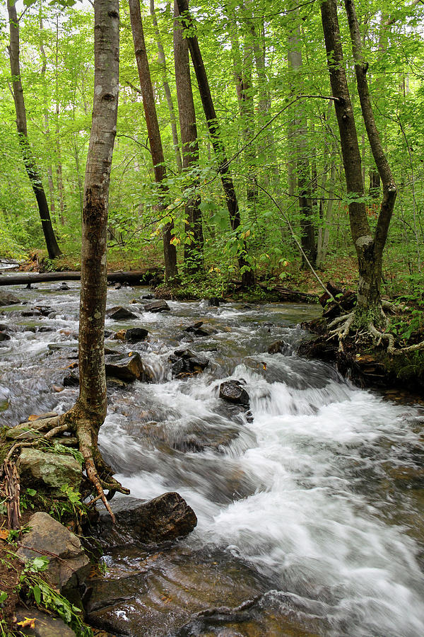 Stony Creek 4 Photograph by David Beard - Fine Art America