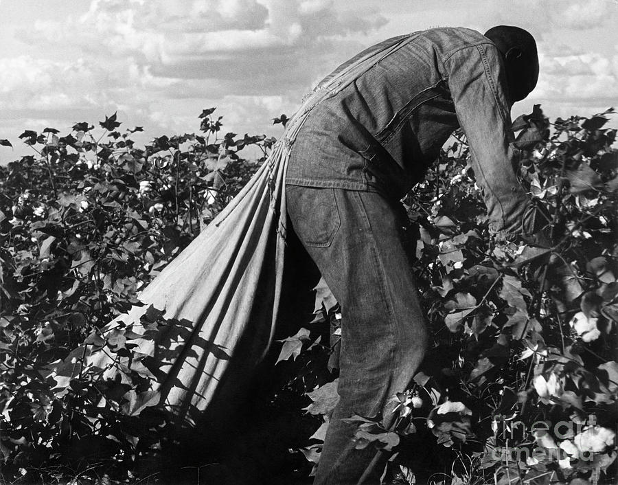 Stoop Labor in Cotton Field, 1938 Photograph by Dorothea Lange