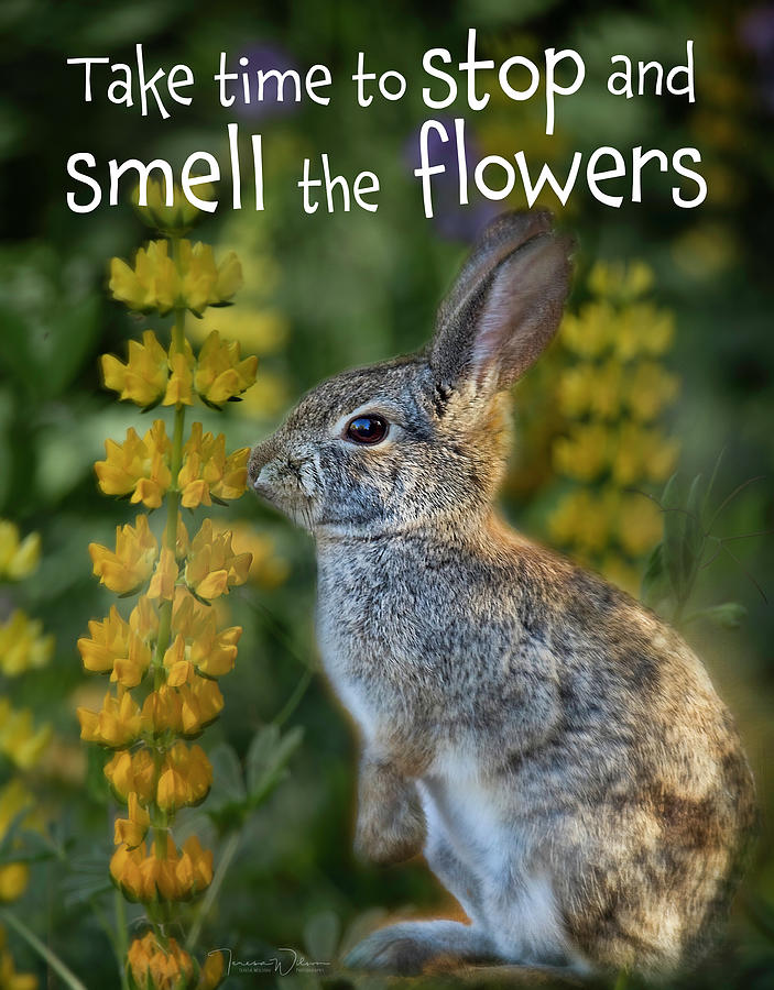 Stop and Smell the Flowers Photograph by Teresa Wilson