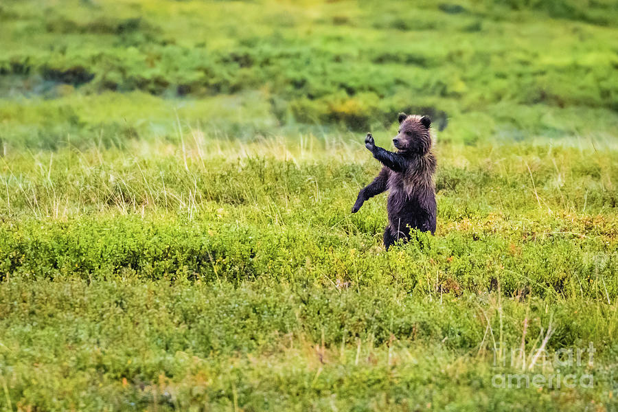 STOP - brown bear cub in Denali NP Photograph by Lyl Dil Creations