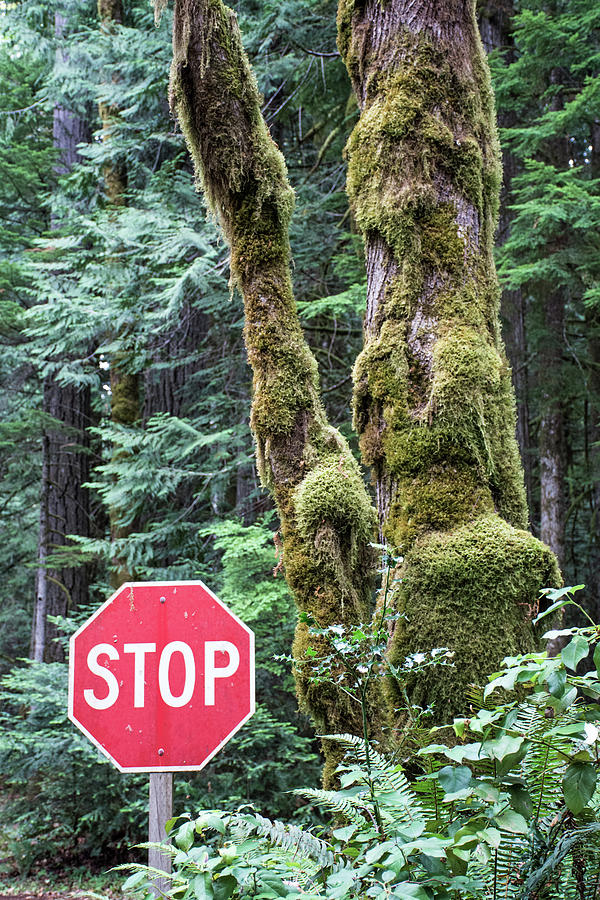 Stop Sign in Olympic National Park Photograph by Bruce Gourley
