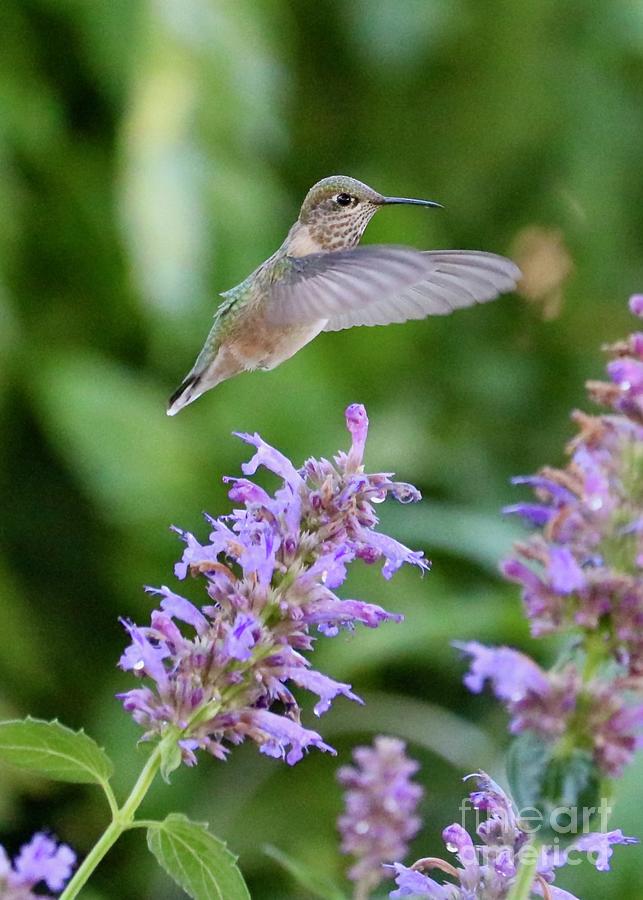 Stop to Pose Hummingbird Photograph by Carol Groenen