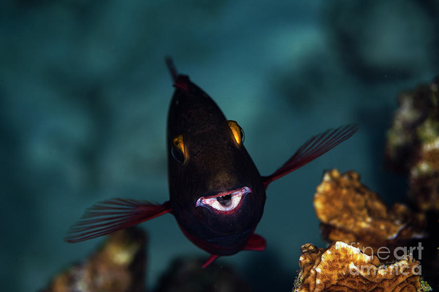 Stoplight Parrotfish Photograph by JT Lewis