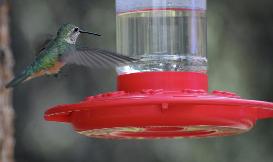 Stopping By for a Snack-Hummingbird, Northern Colorado Photograph by Richard Porter