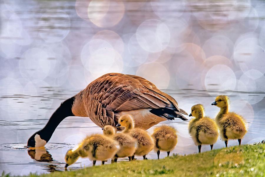 Stopping for a drink Photograph by Geraldine Scull - Fine Art America