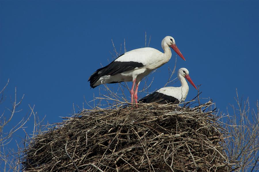 Stork Family Photograph by Sean Hannon