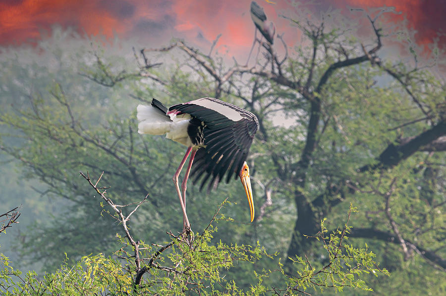 Stork flapping wings Photograph by Pravine Chester
