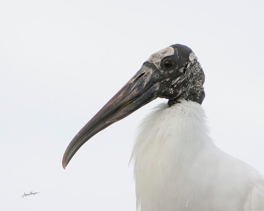 Bird Photograph - Stork Portrait by Jurgen Lorenzen