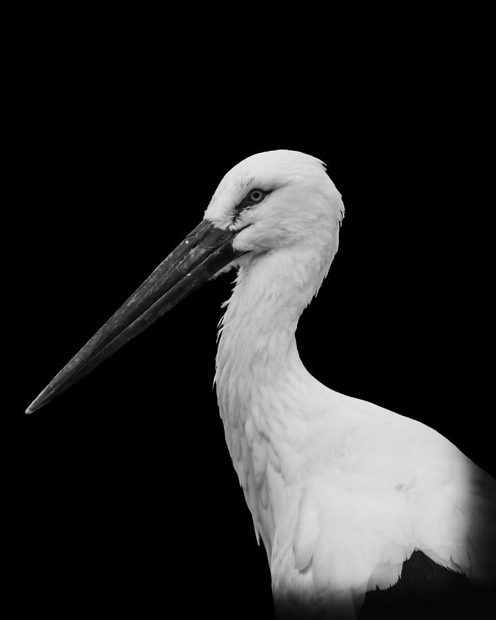 Stork Photograph by Sharon Janssens - Fine Art America