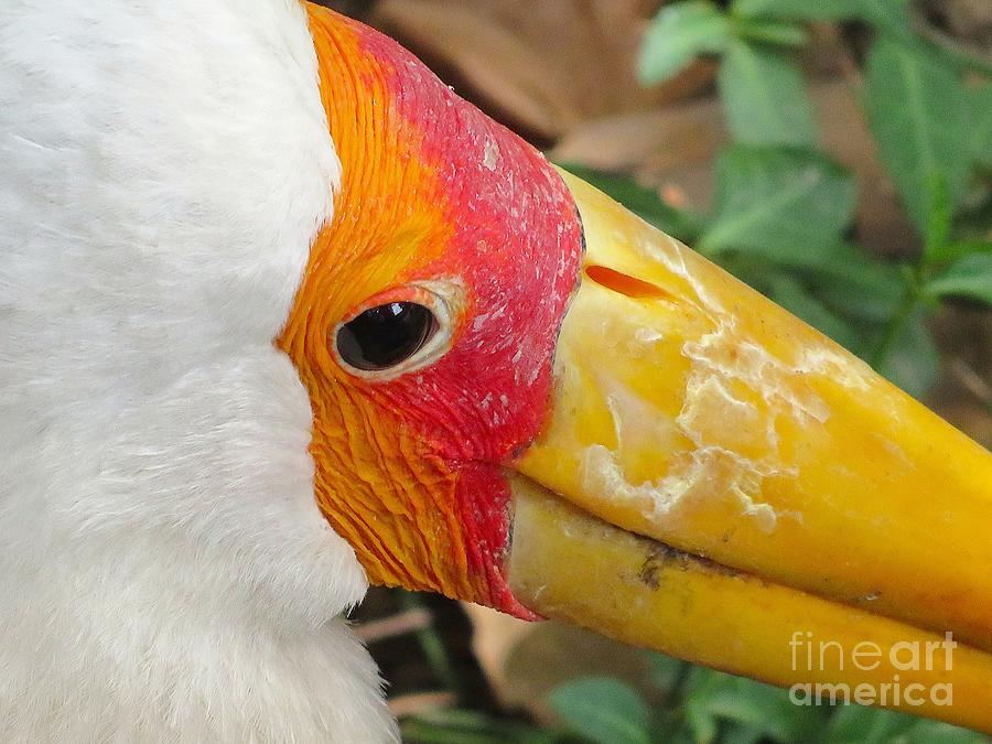 Stork Side Eye Photograph By Luke Facinelli Fine Art America