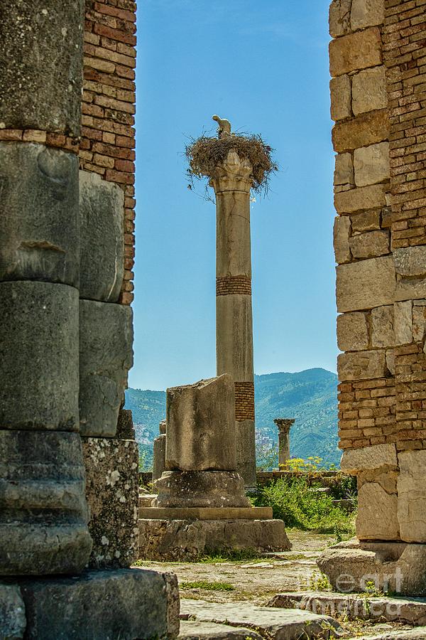 Stork with young on ancient column Photograph by Patricia Hofmeester