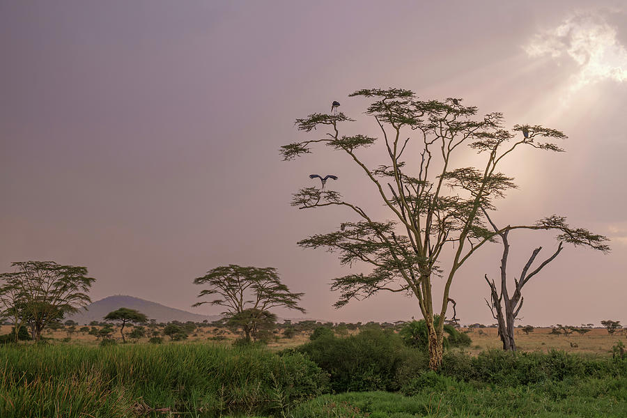Storks Roosting Serengeti Photograph by Mary Lee Dereske