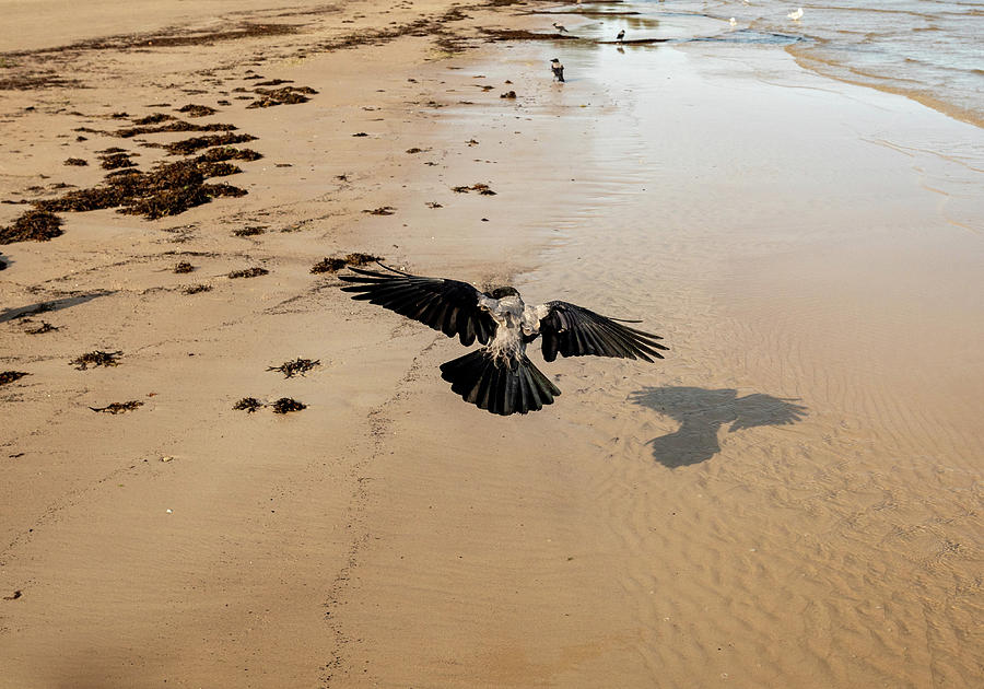 Storm And Crow Low Flight/Jurmala  Photograph by Aleksandrs Drozdovs