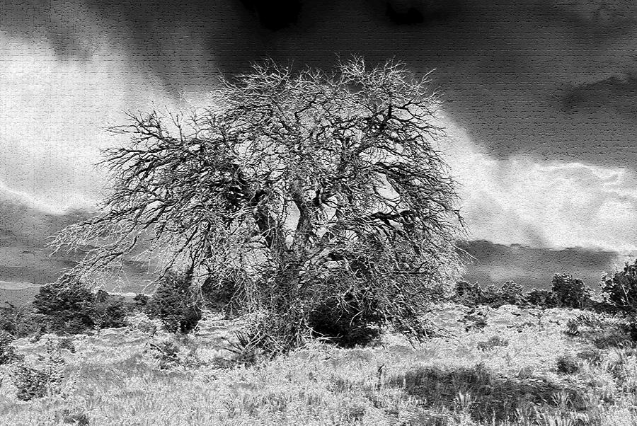 Storm And Tree Photograph